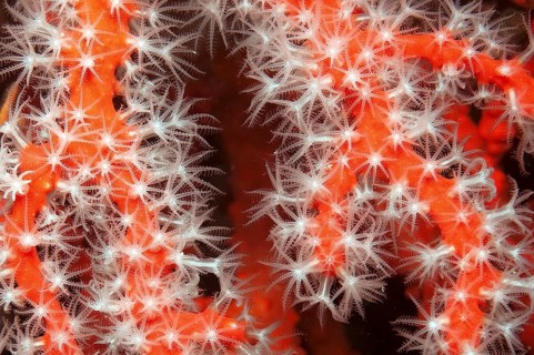 Close-up of white polyps of red coral (Corallium rubrum), Mediterranean Sea