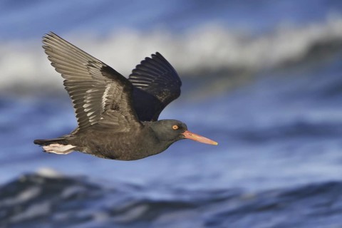 Black Oystercatcher (Haematopus bachmani) flying, British Columbia, Canada