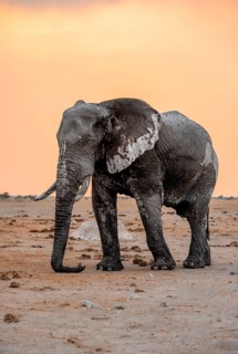 African elephant (Loxodonta africana), adult male, trunk hanging on the ground, at sunset, Nxai Pan
