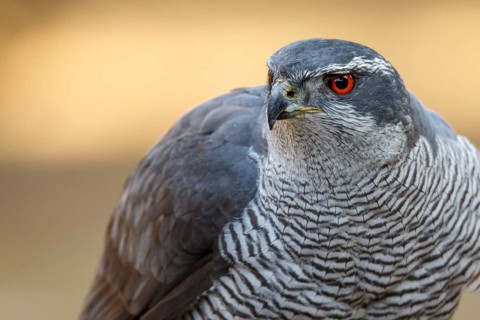 Northern Goshawk (Accipiter gentilis), adult male, Castile and Leon, Spain