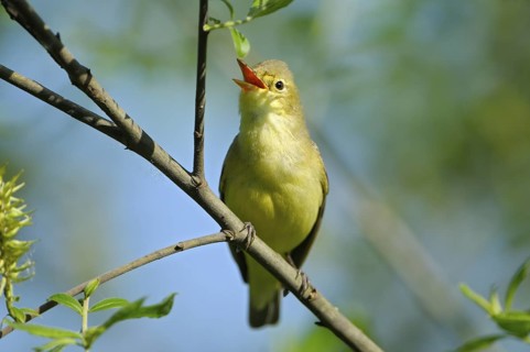 Gelbspoetter (Hippolais icterina), Icterine Warbler, singendes Maennchen zur Balzzeit, Mai, NSG