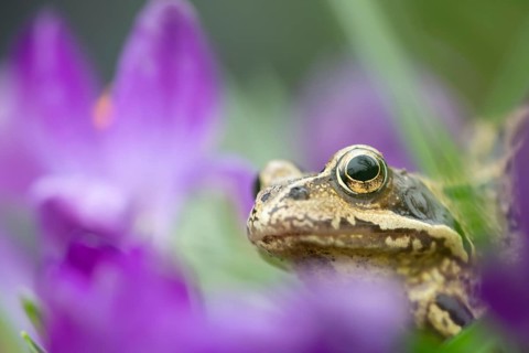 Common frog (Rana temporaria) adult amphibian amongst garden purple crocus flowers in spring,