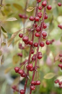 Ornamental apple (Malus 'Royal Beauty'), Germany