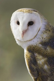 Western Barn Owl (Tyto alba), Arizona, USA