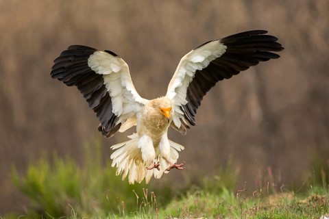 Egyptian Vulture (Neophron percnopterus) flying, Castile and Leon, Spain