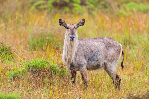Waterbuck, (Kobus ellipsiprymnus) Common Waterbuck, Elliptic Waterbuck, African Antelope,