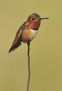 Allen's Hummingbird (Selasphorus sasin), California, USA