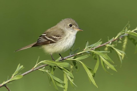 Least Flycatcher (Empidonax minimus), Michigan, USA