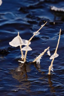 Ice on the banks of the Elbe, Winter, Dresden, Saxony, Germany