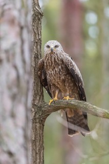 One black kite (Milvus migrans) sitting on a branch of a tree in a forest