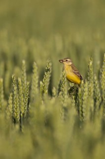 Yellow wagtail (Motacilla flava) adult bird in a farmland wheat crop with insects in its beak for