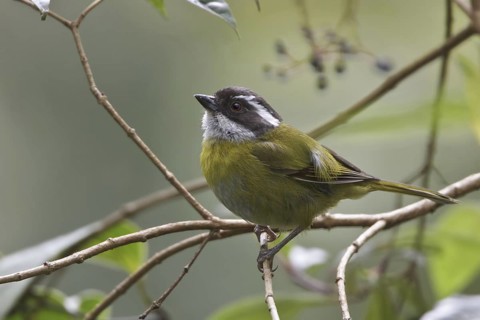 Sooty-capped Bush Tanager (Chlorospingus pileatus), Costa Rica