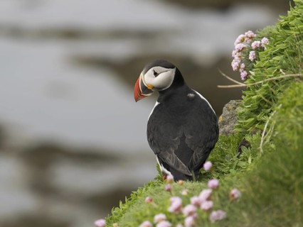 Atlantic Puffin (Fratercula arctica), Látrabjarg, Iceland