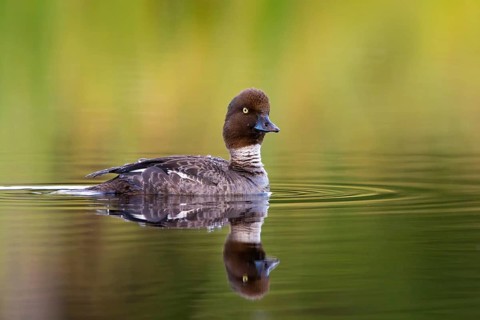 Common goldeneye, animals, birds, ducks, duck family, (Bucephala clangula), swims in water,