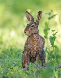 European hare (Lepus europaeus) with wet fur sitting in a field, wildlife, Thuringia, Germany