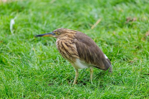A female black-crowned night heron (Nycticorax nycticorax) or black-capped night heron stands in a