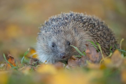 European hedgehog (Erinaceus europaeus) adult animal on fallen autumn colour leaves in a garden,