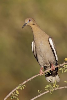 White-winged Dove (Zenaida asiatica) perched on a branch in southern Arizona, USA
