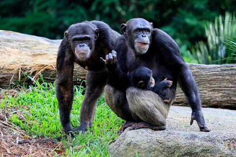 Chimpanzee (Pan troglodytes), adult, two females, mother, baby, young animal, social behaviour