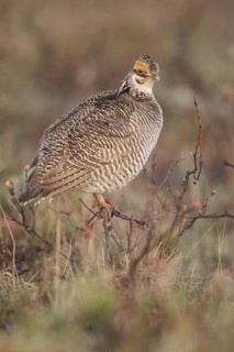 Lesser Prairie Chicken (Tympanuchus pallidicinctus) male, New Mexico, USA