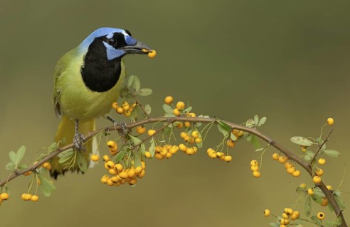 Green Jay (Cyanocorax luxuosus), Texas, USA