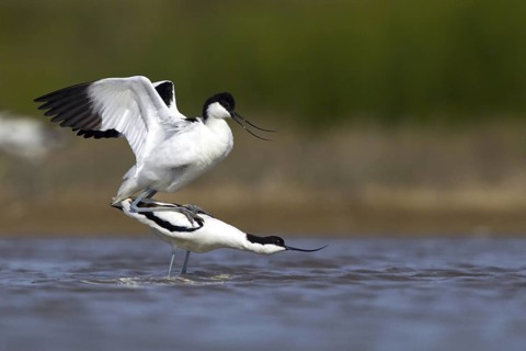 Pied Avocet (Recurvirostra avosetta) pair mating, Seville, Spain