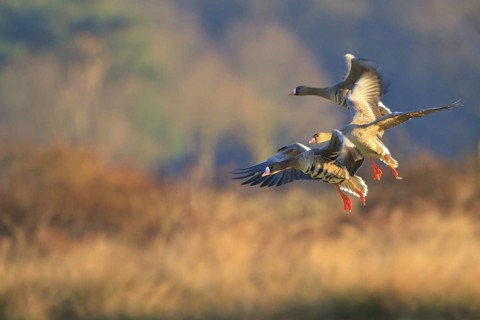 Greater White-fronted Goose (Anser albifrons) flying, North Rhine-Westphalia, Germany