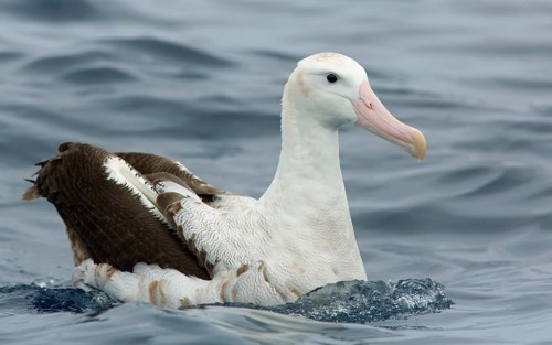 Wandering Albatross (Diomedea exulans), Victoria, Australia