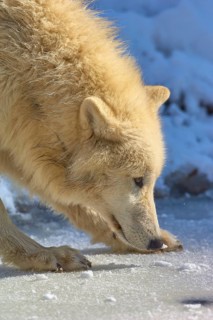 Arctic wolf (Canis lupus arctos), a white wolf sniffing in the snow, showing the beauty and