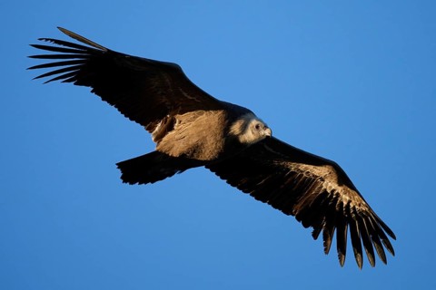 A griffon vulture glides effortlessly across a clear blue sky, showcasing its expansive wings and