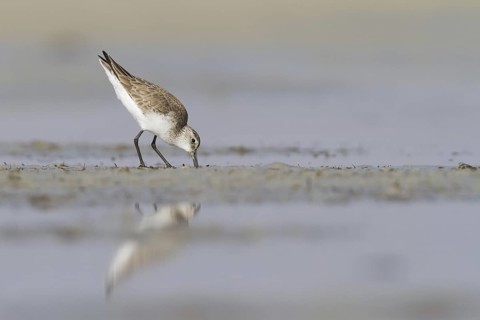 Curlew Sandpiper (Calidris ferruginea), Oman