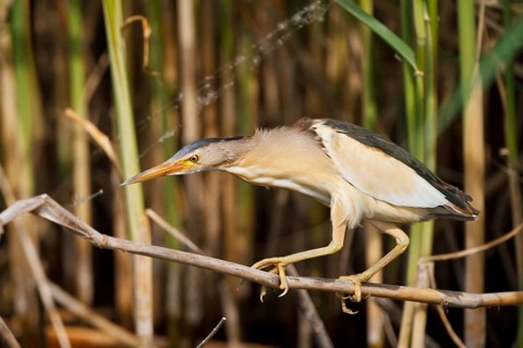 Little Bittern (Ixobrychus minutus) male foraging, Greece
