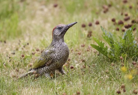 European Green Woodpecker (Picus viridis) juvenile female foraging, Mecklenburg-Western, Pomerania,