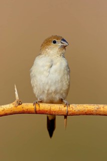 African silverbill, silver beak, silver pheasant, trusting bird, ornamental bird in Europe, family
