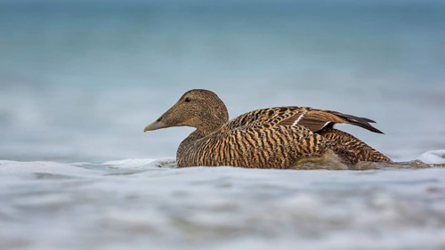 Common Eider (Somateria mollissima) female, Schleswig-Holstein, Germany