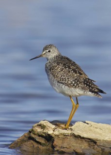 Lesser Yellowlegs (Tringa flavipes), Manitoba, Canada