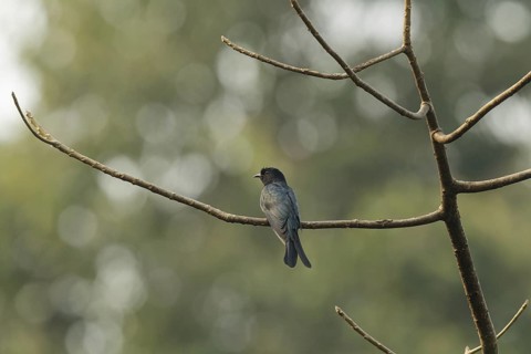 Square-tailed Drongo-Cuckoo (Surniculus lugubris), Kaeng Krachan, Thailand