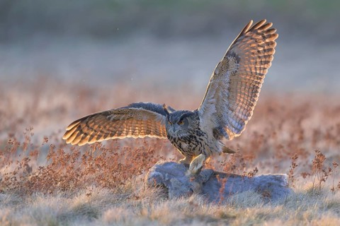 Eurasian Eagle-owl (Bubo bubo), on a roe deer (Capreolus capreolus), roadkill, Swabian Alb