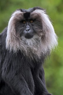 Lion-tailed macaque (Macaca silenus) wanderoo endemic to the Western Ghats of South India