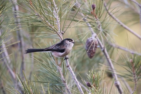 Long-tailed Tit - Schwanzmeise - Aegithalos caudatus ssp. irbii, Spain