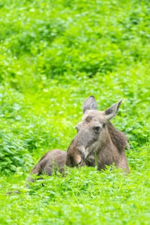 Eurasian elk (Alces alces) on a meadow, Bavaria, Germany
