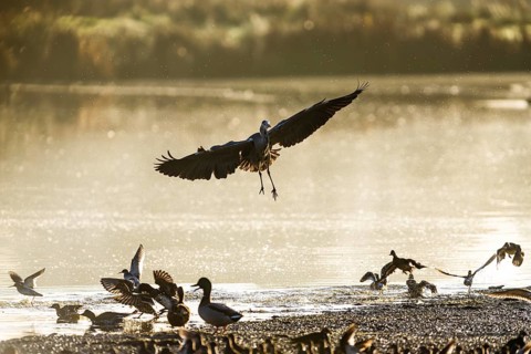 Grey Heron, Ardea cinerea, bird in winter on marshes in winter soft morning light