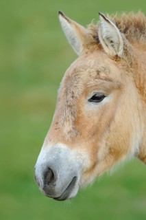 Close-up of a brown horse with green background, Przewalski's horse (Equus ferus przewalskii),