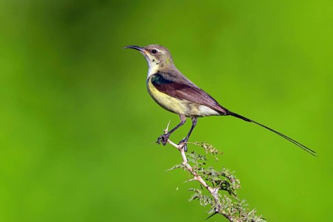 Green-breasted Sunbird, Green-throated Sunbird, (Hedydipna platura), Tendaba camp / Kwinella area,