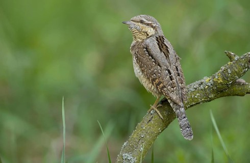 Eurasian Wryneck (Jynx torquilla), Saxony, Germany