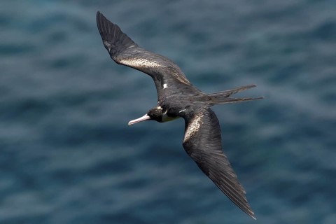 Christmas Frigatebird (Fregata andrewsi) female flying, Christmas Island, Australia