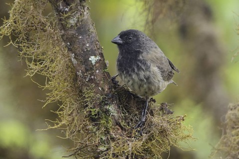 Small Tree Finch (Camarhynchus parvulus) male, Galapagos, Ecuador