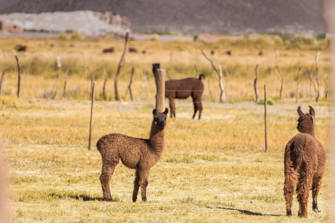 Llamas roam freely in the rugged La Puna region of the Altiplano Andino in Argentina, showcasing