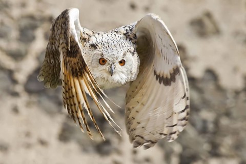 Eurasian Eagle-Owl (Bubo bubo sibiricus) flying, Hesse, Germany