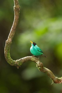 Green honeycreeper